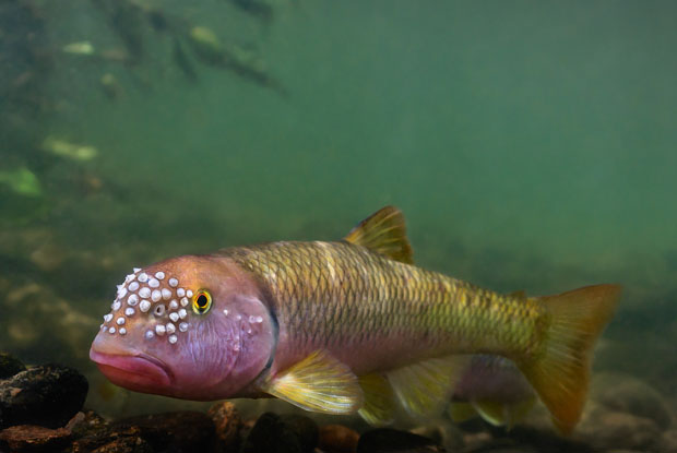 Freshwater fish facts and information