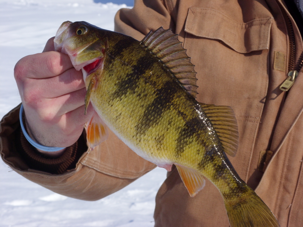 A nice example of a yellow perch - six vertical stripes, reddish orange pelvic and anal fins, and this one's about a foot long.