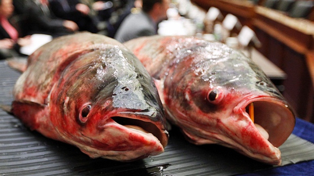 Quebec fishermen catch first Asian carp found in St. Lawrence River