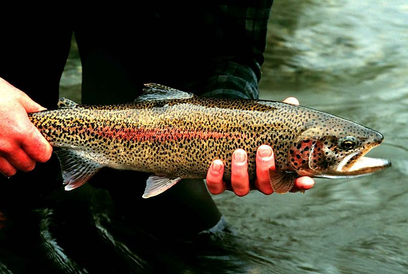 https://keepcanadafishing.com/wp-content/uploads/2017/02/800px-Rainbow_trout_fish_onchorhynchus_mykiss_detailed_photography.jpg