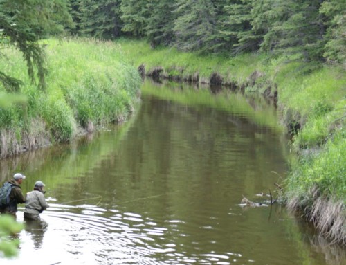 Alberta anglers seek protection for North Raven River