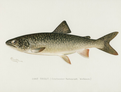 Some Facts About Lake Trout