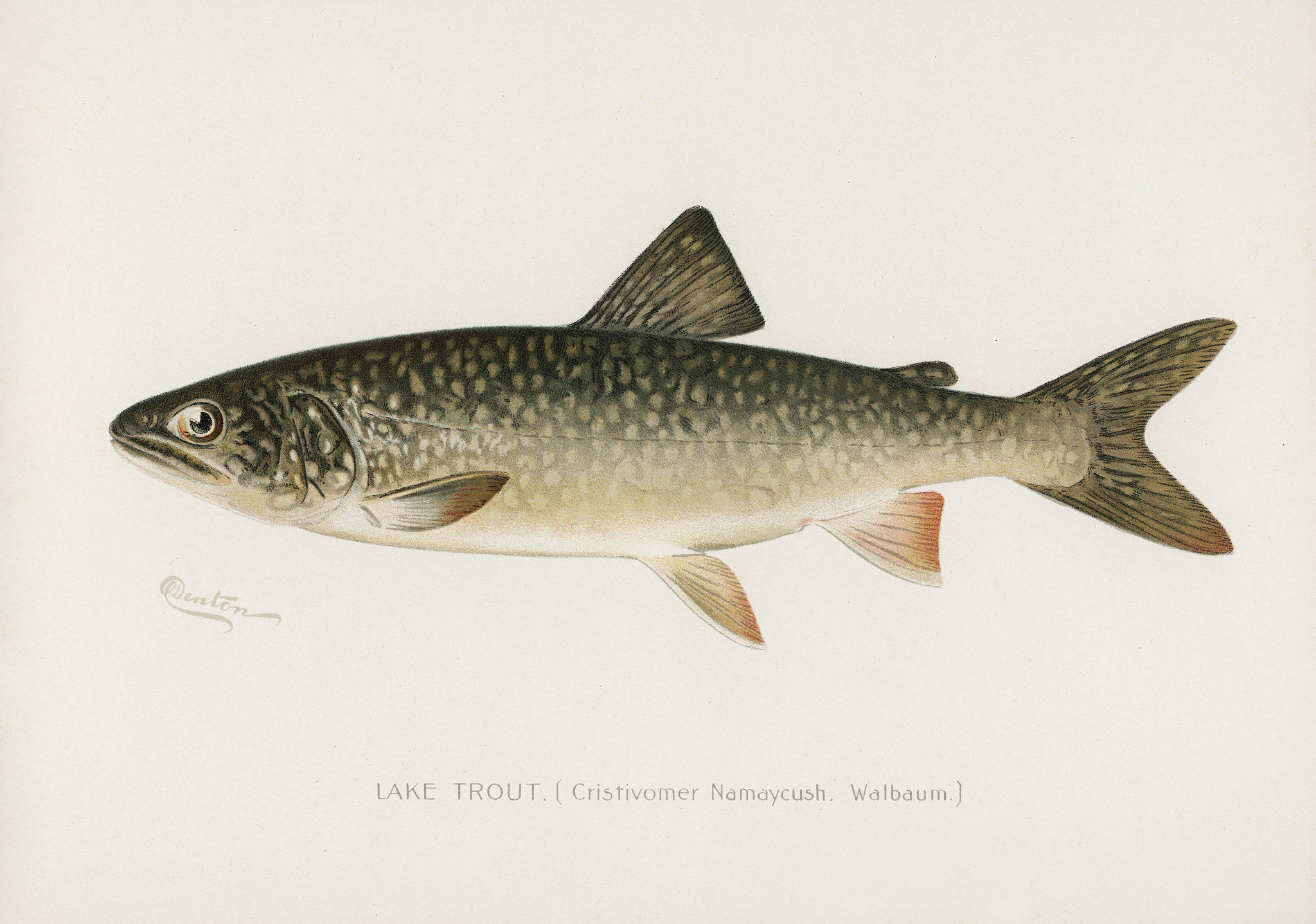 A vintage illustration of a lake trout