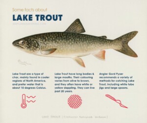 An infographic featuring a vintage illustration of a lake trout with the following text: Some facts about Lake Trout. Lake Trout are a type of char, mainly found in cooler regions of North America, and prefer water that is about 10 degrees Celsius. Lake Trout have long bodies & large mouths. Their colouring varies from olive to brown, and they often have white or yellow dappling. They can live past 20 years. Angler Gord Pyzer recommends a variety of methods for catching Lake Trout, including white tube jigs and large spoons.