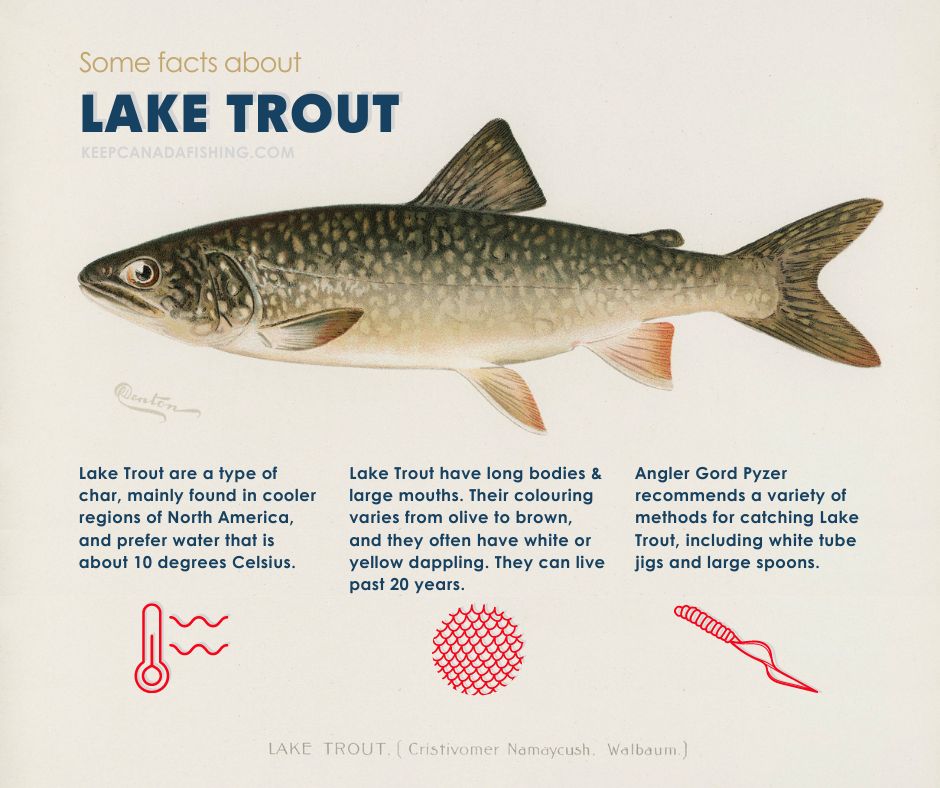 some facts about lake trout