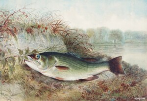 A chromolithograph illustration of a largemouth bass