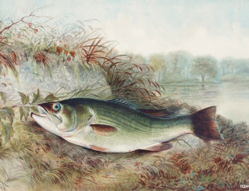 Some Facts About Largemouth Bass