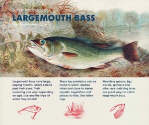 An infographic featuring a lithographic illustration of a largemouth bass.